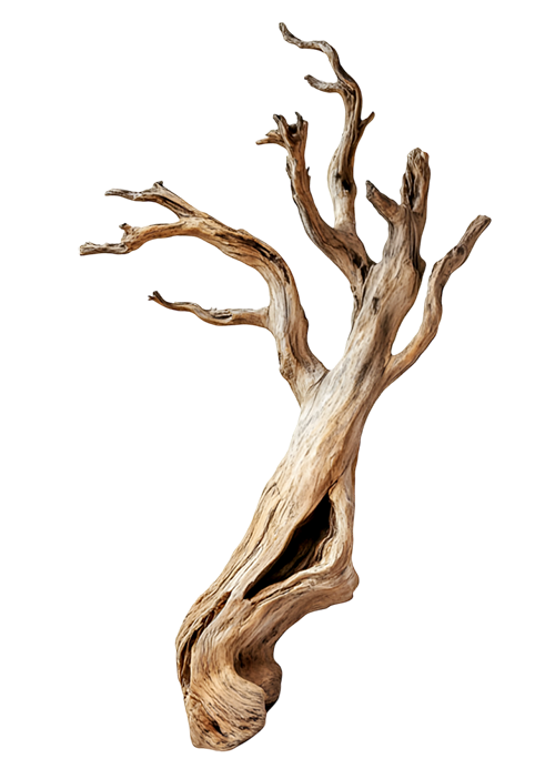 500 driftwood upright