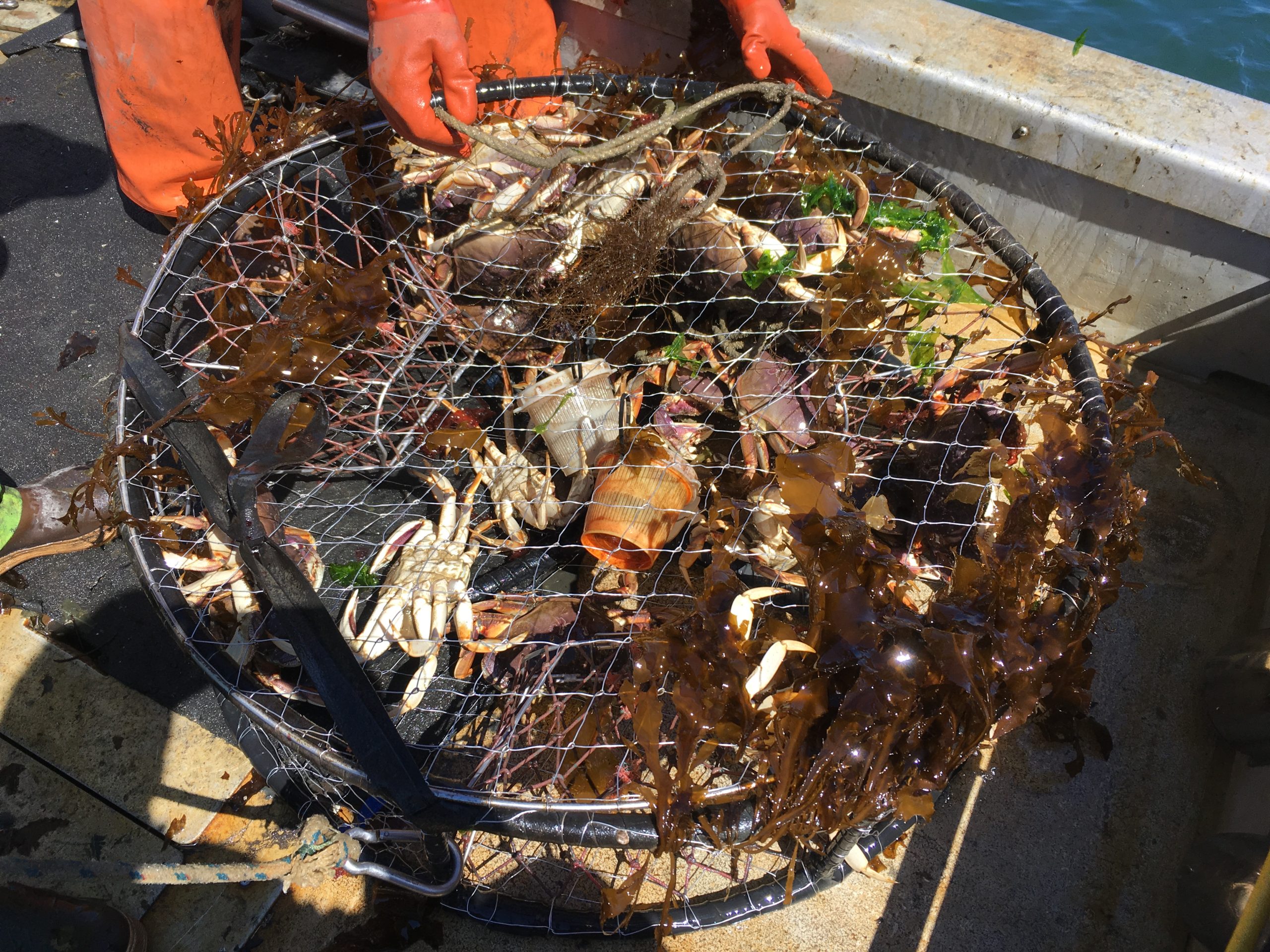 IMG_3065 pot with 24 crabs