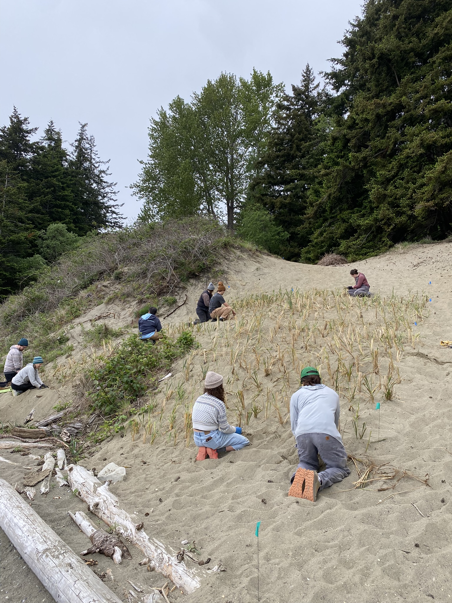 dunegrass cb